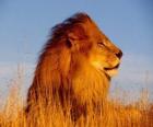 το αρσενικό λιοντάρι με χαίτη του